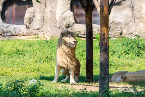 Kostenloses Stock Foto zu african wildlife, biodiversität, dubai