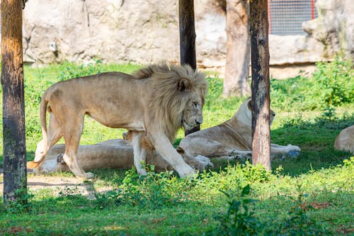 Gratis lagerfoto af afrikanske dyreliv, autoritet, beskyttet område