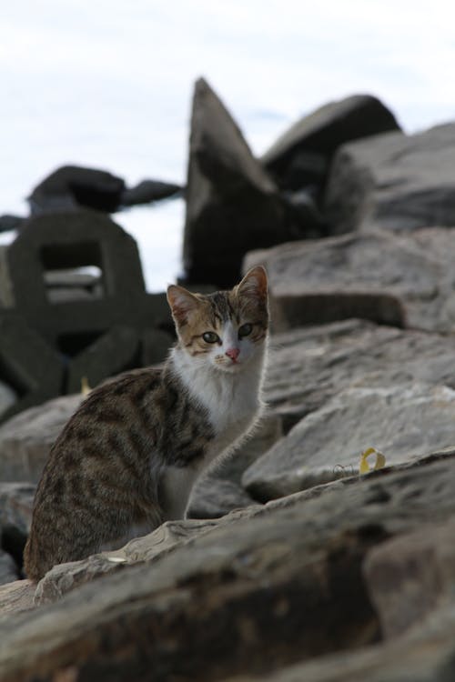 A cat sitting on a rock
