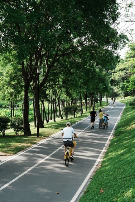 A serene park scene with people cycling and walking on a tree-lined path.