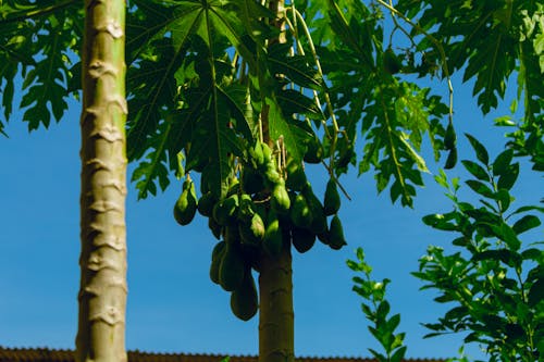 Fotos de stock gratuitas de árbol de papaya, Fruta, hermosa naturaleza