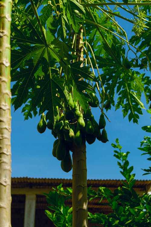 Kostenloses Stock Foto zu frucht, grün, grüne papaya