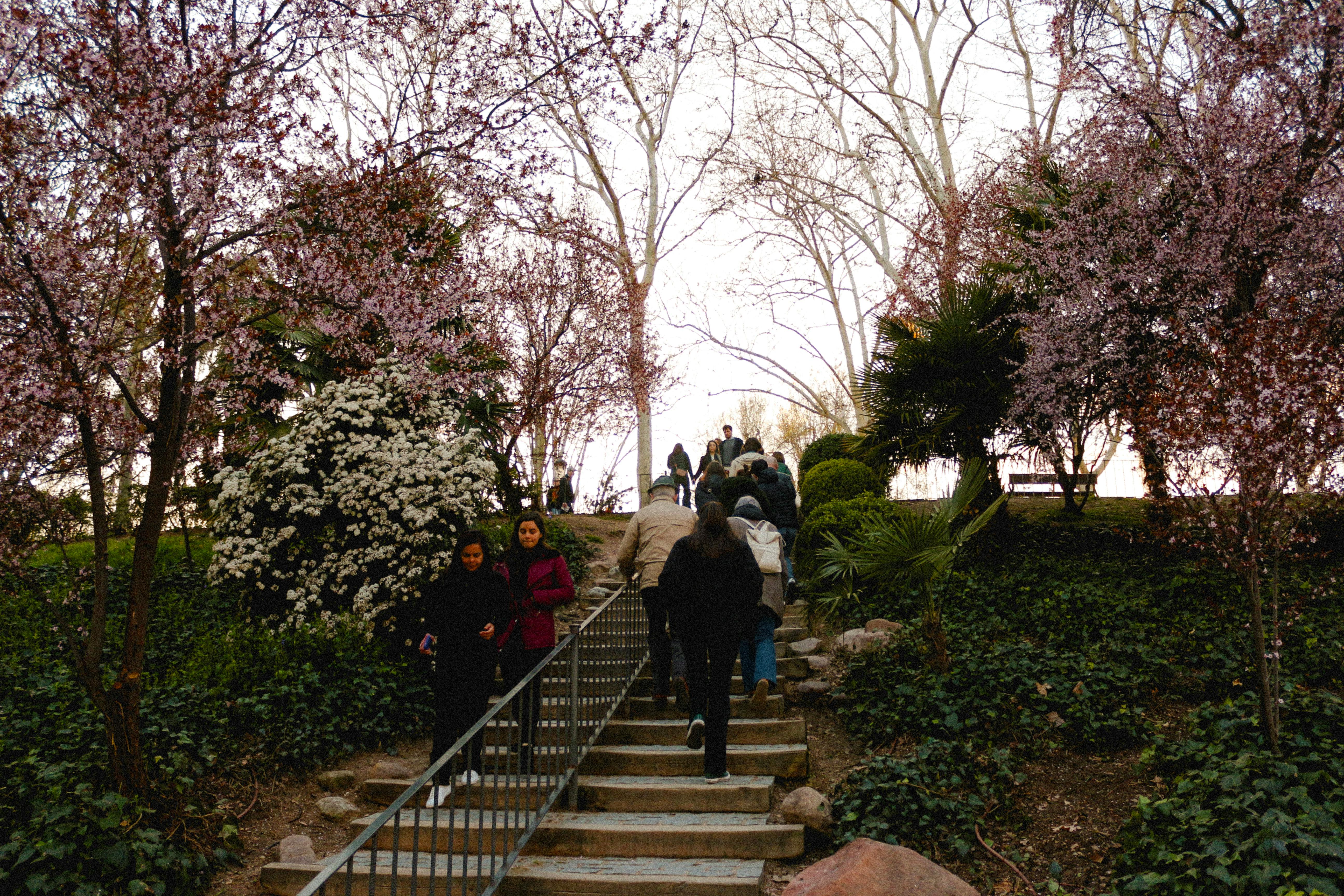 staircase surrounded by bushes and trees