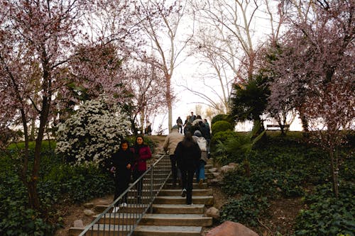 People walking up a set of stairs with cherry blossoms