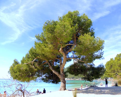 海滩景色, 老树 的 免费素材图片