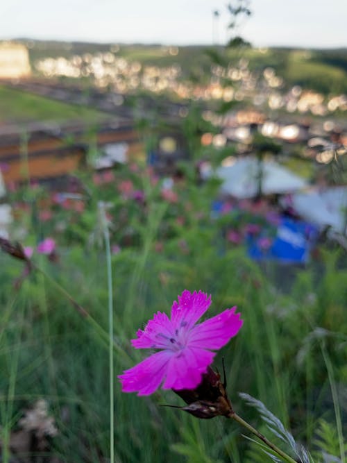 Ingyenes stockfotó fiolet, virágok témában