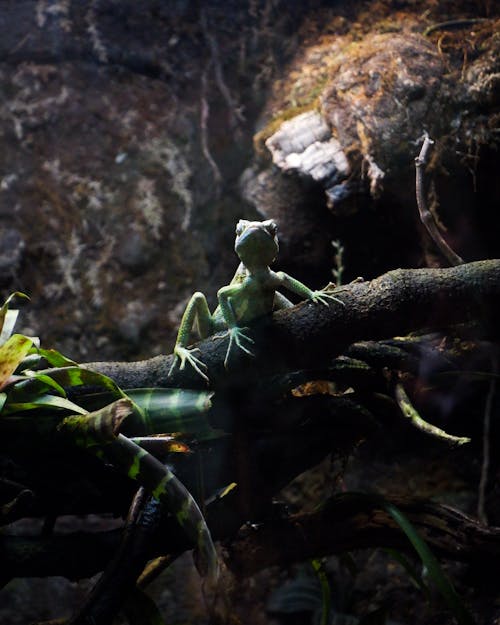 A lizard sitting on a branch in an enclosure