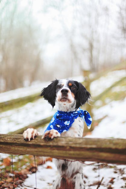 Free stock photo of bandana, dog, pet