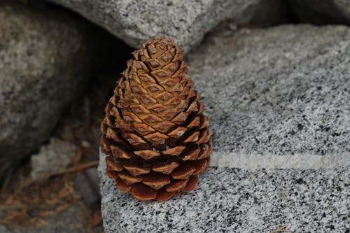 Foto d'estoc gratuïta de pinya de pi