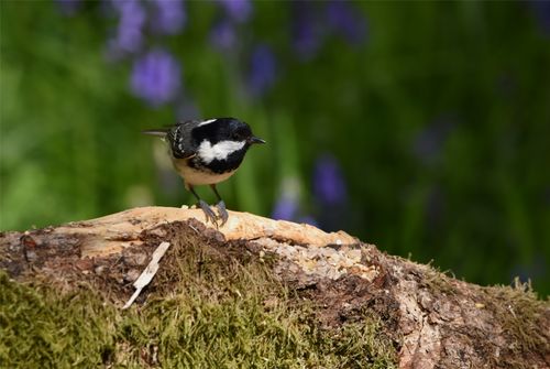 Free stock photo of bird, coal tit, kinclaven woods Stock Photo