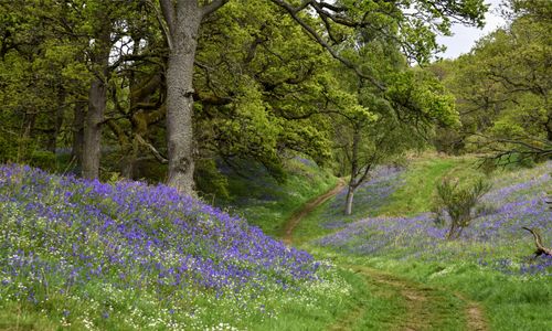 Free stock photo of bluebells, kinclaven woods, scotland Stock Photo