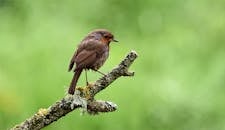 一只欧洲知更鸟的特写，在模糊的绿色背景树枝上，展示了它充满活力的羽毛