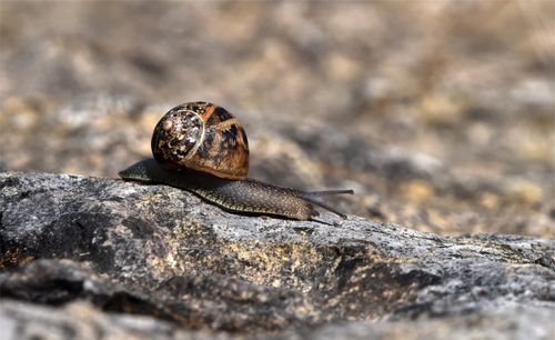 Free stock photo of barns ness, scotland, snail Stock Photo