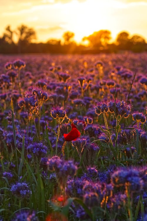 黎明时分的紫色花的照片