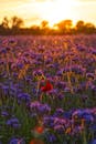 日落时分，紫色的花朵在充满活力的原野上绽放，天空泛着光芒，展现出自然的美景与宁静