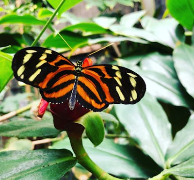 Соба с овощами