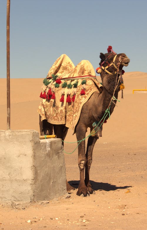 Gratis stockfoto met Afrikaans, Arabische kameel, bedoeïen