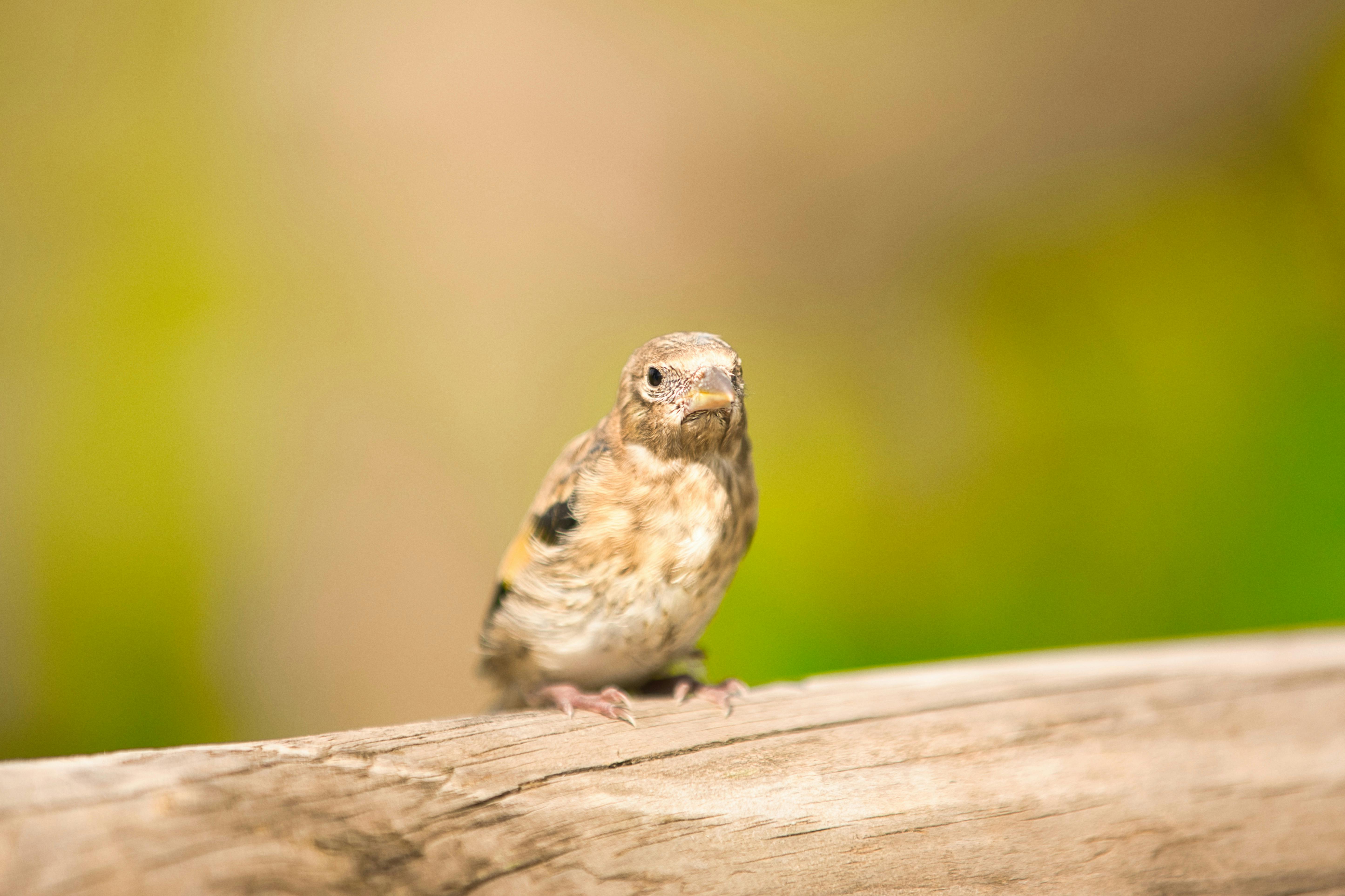 equilibre naturel petit gardien de la barriere en bois