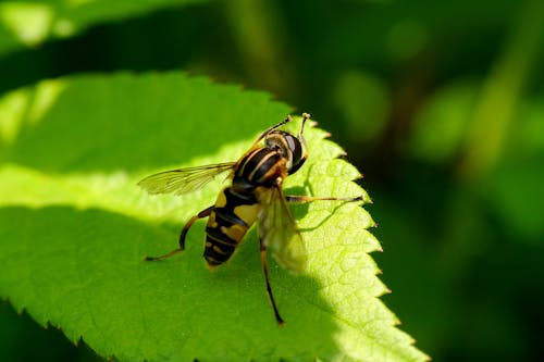 A small insect sitting on a leaf with green leaves