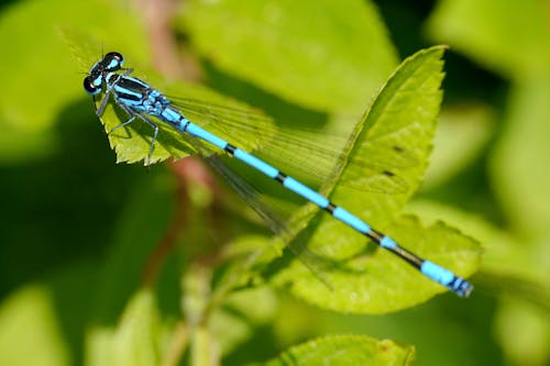 A blue dragonfly sitting on a leaf with green leaves