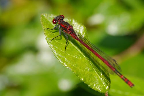 A red dragonfly sitting on a leaf with green leaves