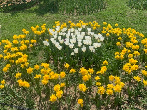 Безкоштовне стокове фото на тему «квіти»