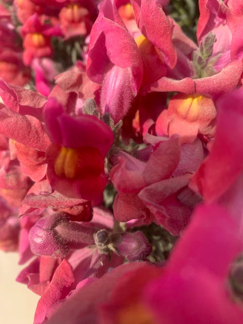 Δωρεάν στοκ φωτογραφιών με λουλούδι