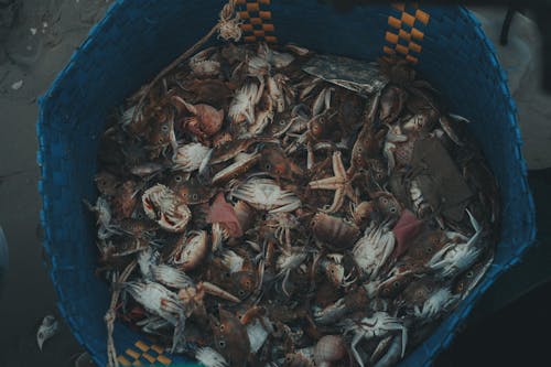 Foto profissional grátis de alimento, besteira, camarão