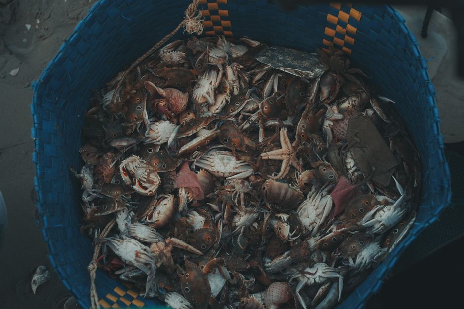 Close-up of a basket filled with crabs and sea creatures, captured with moody lighting.
