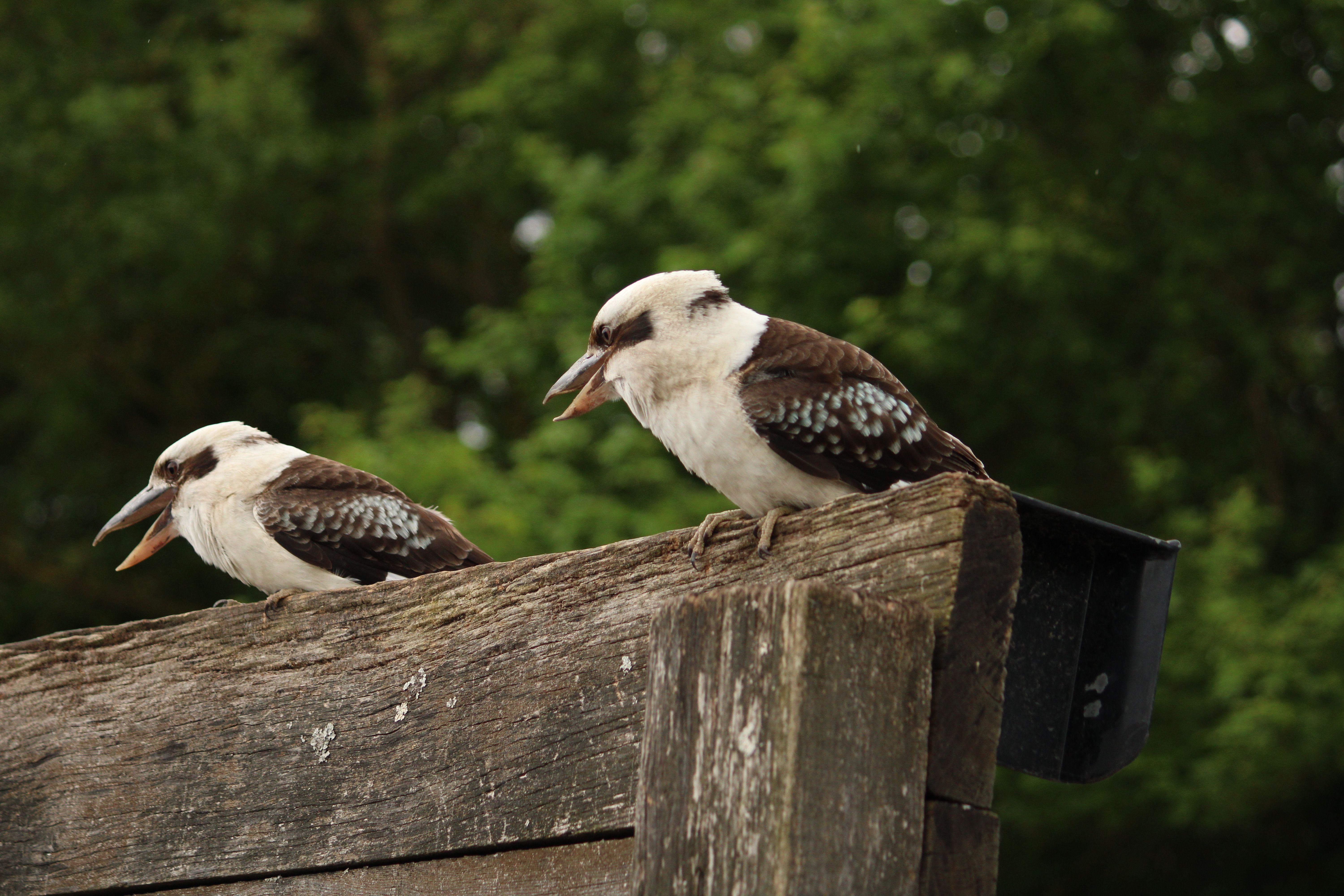 group kookaburras called