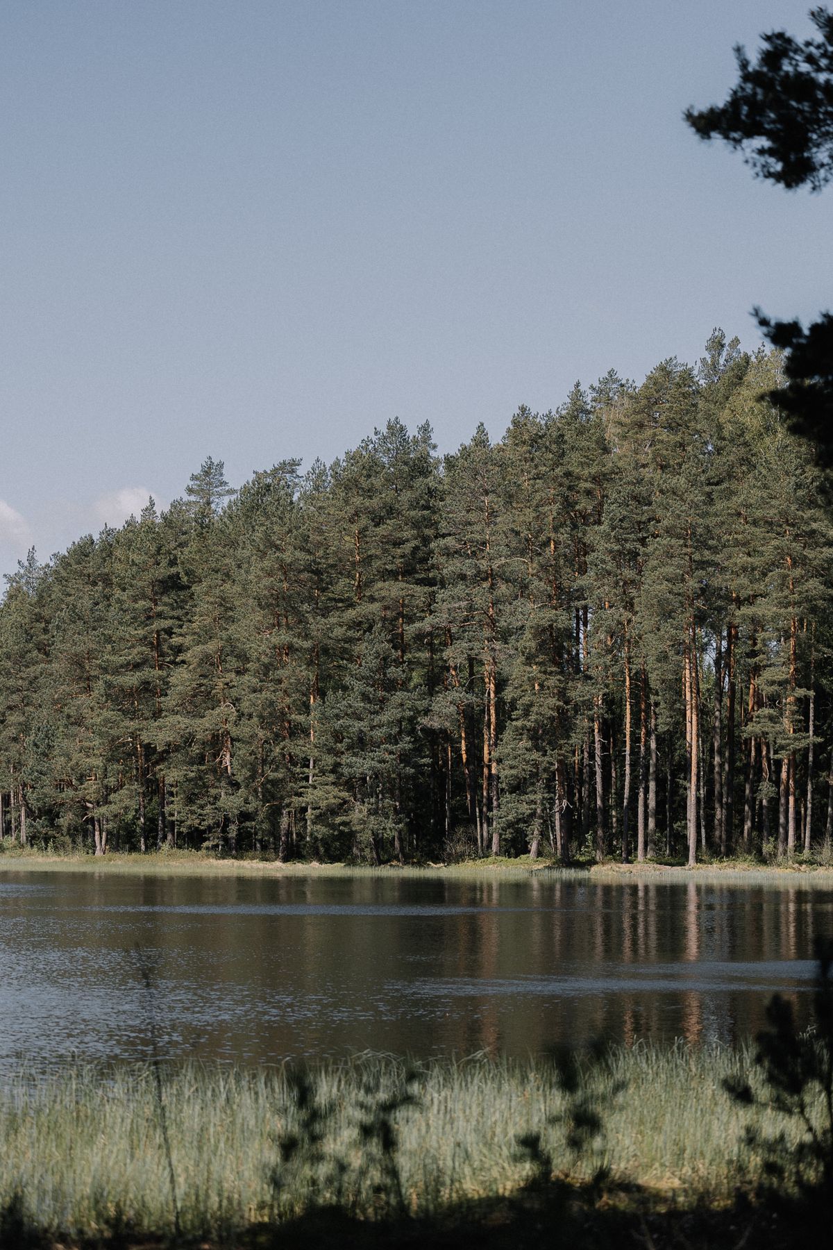 A conifer forest on the edge of a still lake — the cool, quiet landscape waiting above the 45th parallel