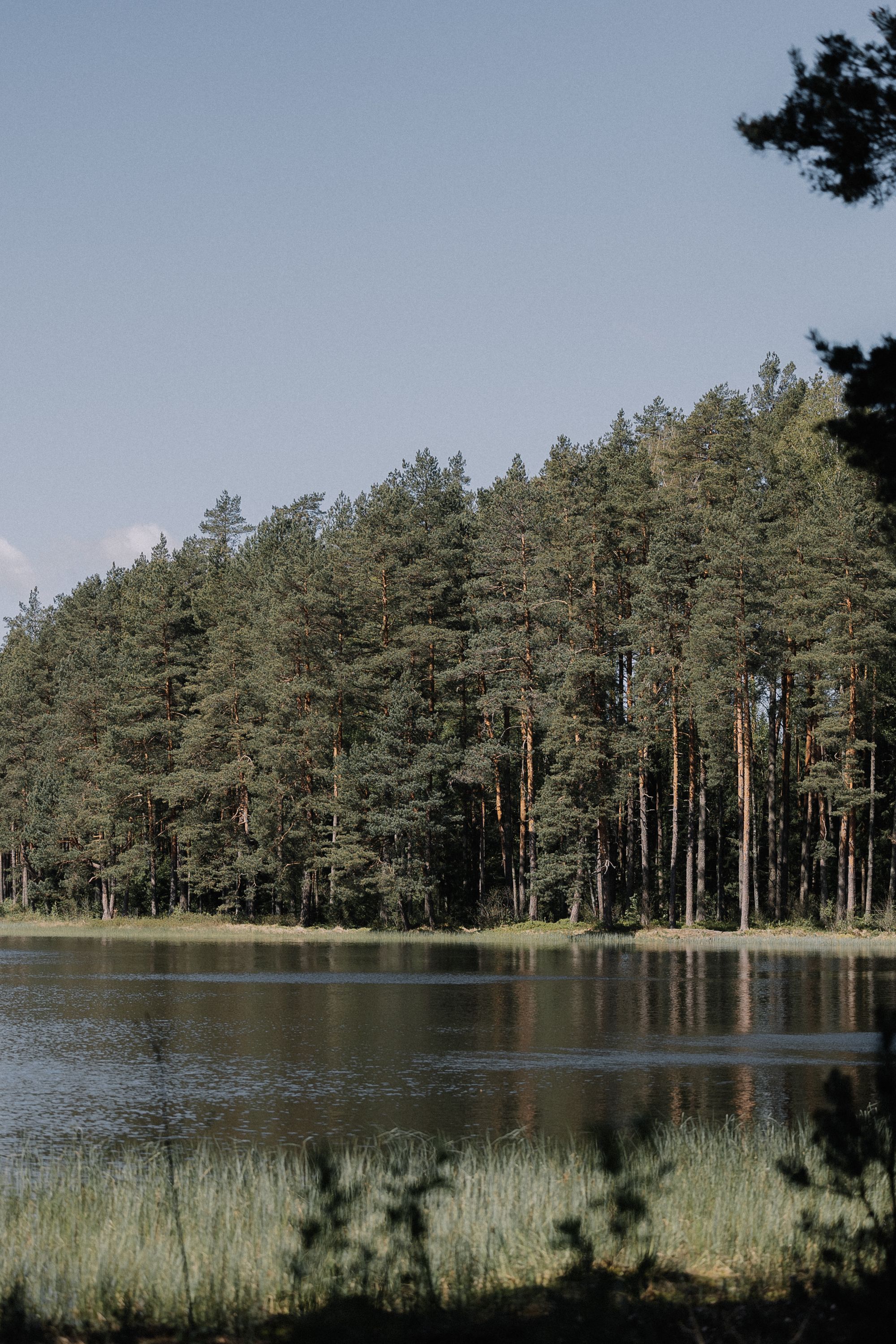 Latvian pine forest at golden hour