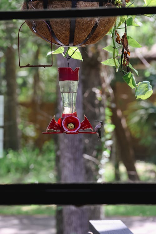 Foto d'estoc gratuïta de colibrí, colibrí de cabell negre, natura