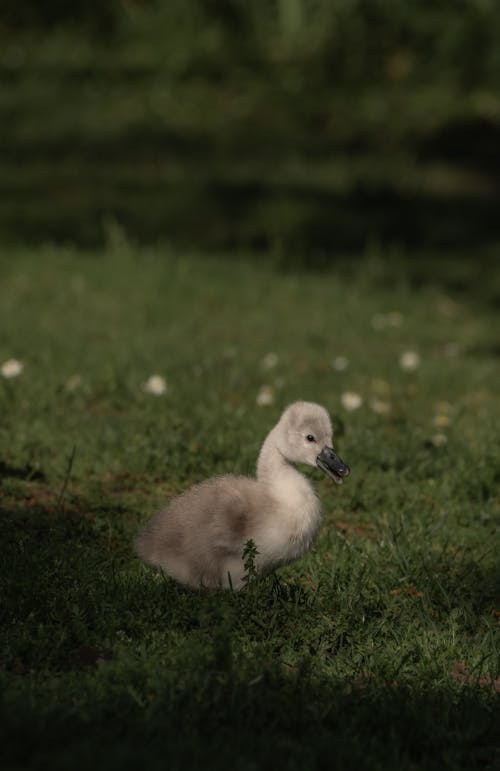 A small white bird sitting in the grass