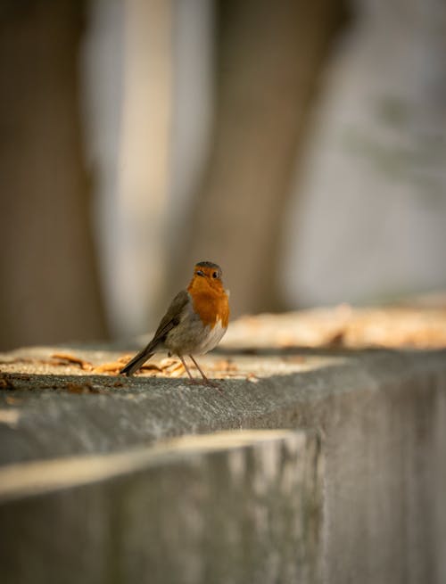 A small bird is standing on a ledge