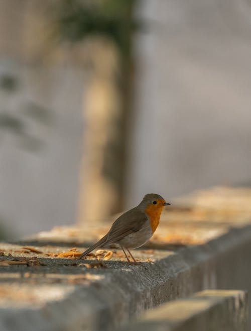 A small bird sitting on a ledge next to a tree