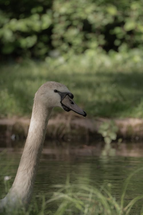 A swan is swimming in a pond