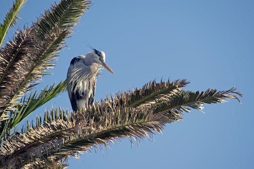 Close-up of a heron perched on a palm tree, set against a clear blue sky.