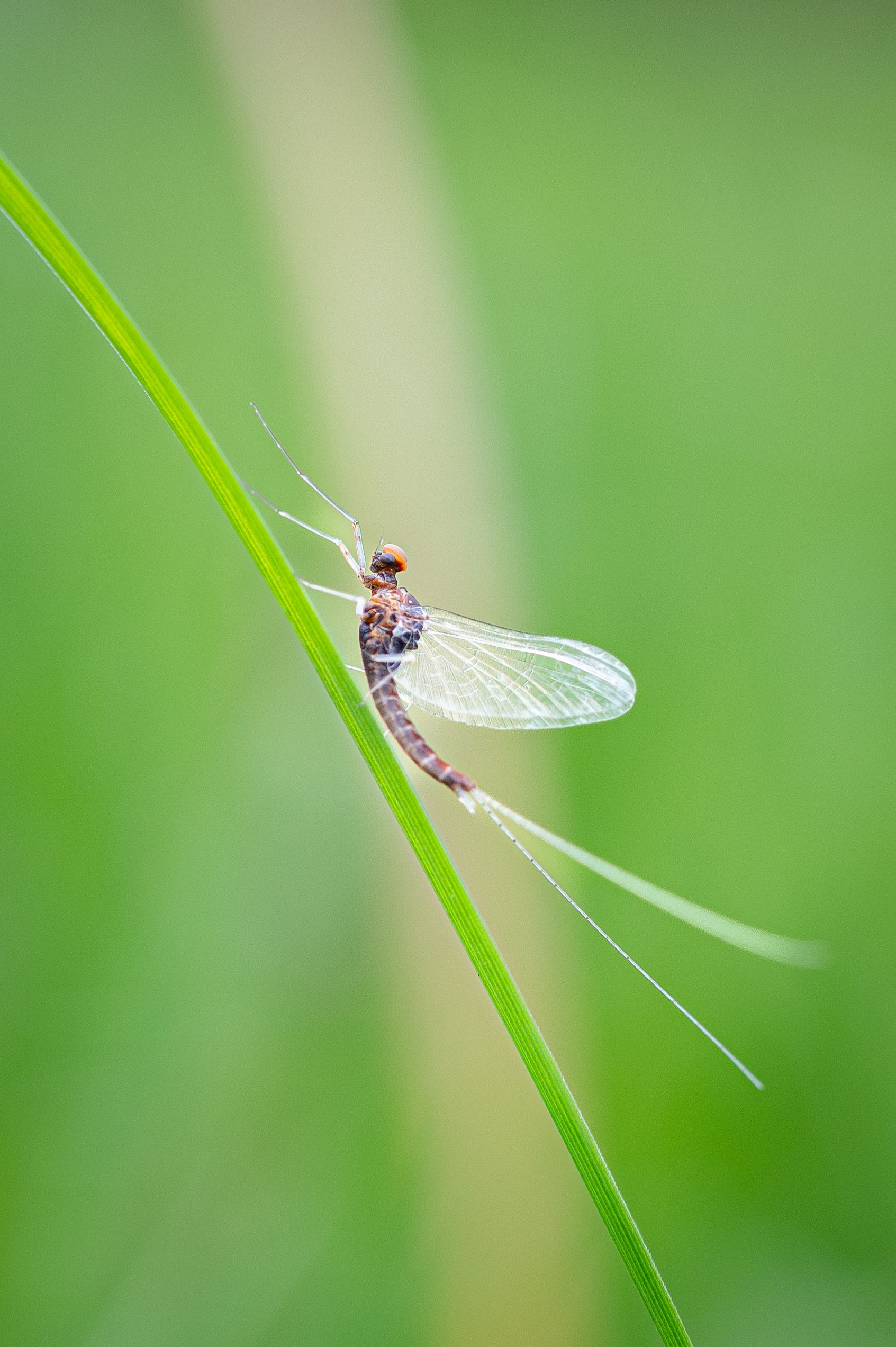 Detailed close-up of a mayfly perched on a blade of grass, showcasing its delicate wings.