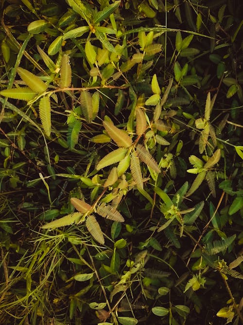 含羞草, 深綠色的葉子, 美在自然中 的 免費圖庫相片