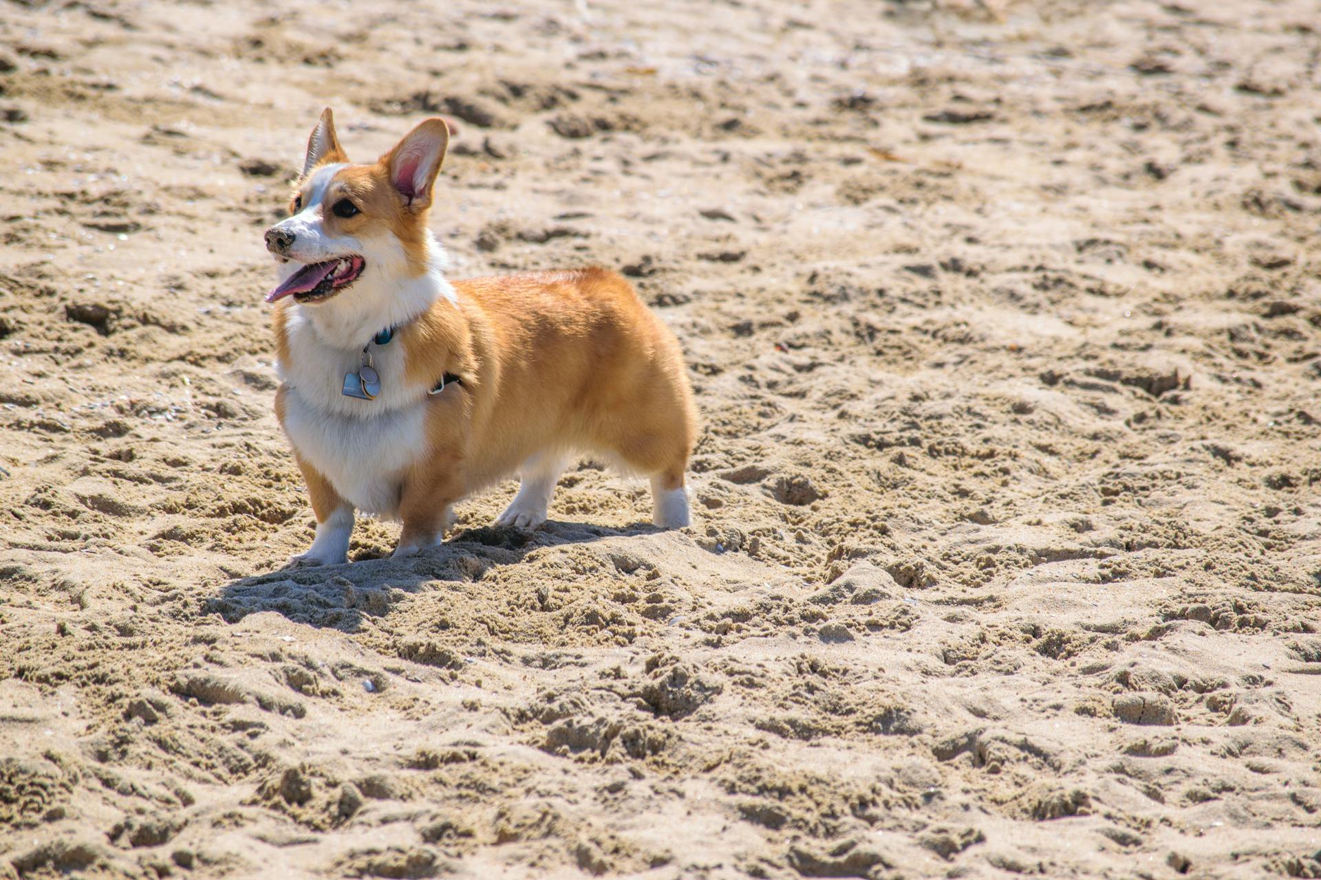 Welsh Pembroke Corgi på stranden