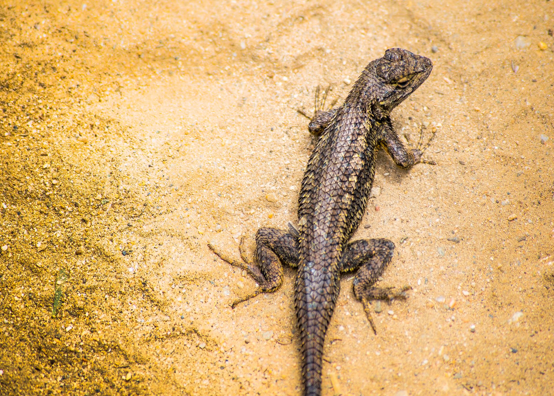 Close-up of a Western Fence Lizard