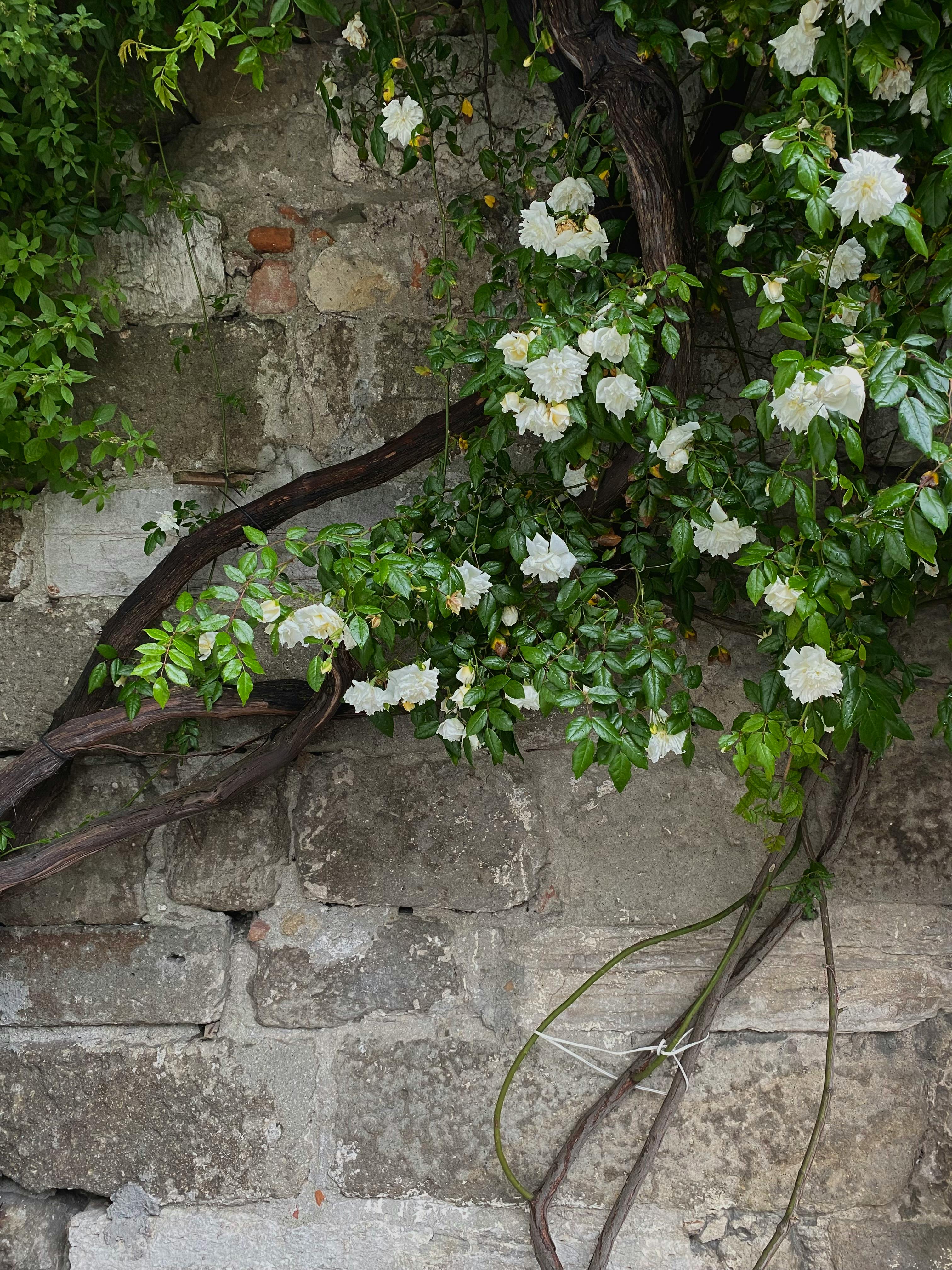 White roses blooming on a rustic stone wall, creating a serene garden scene.