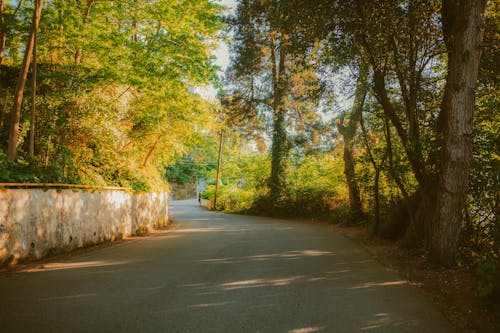 Gratis stockfoto met avenue, begeleiding, blad