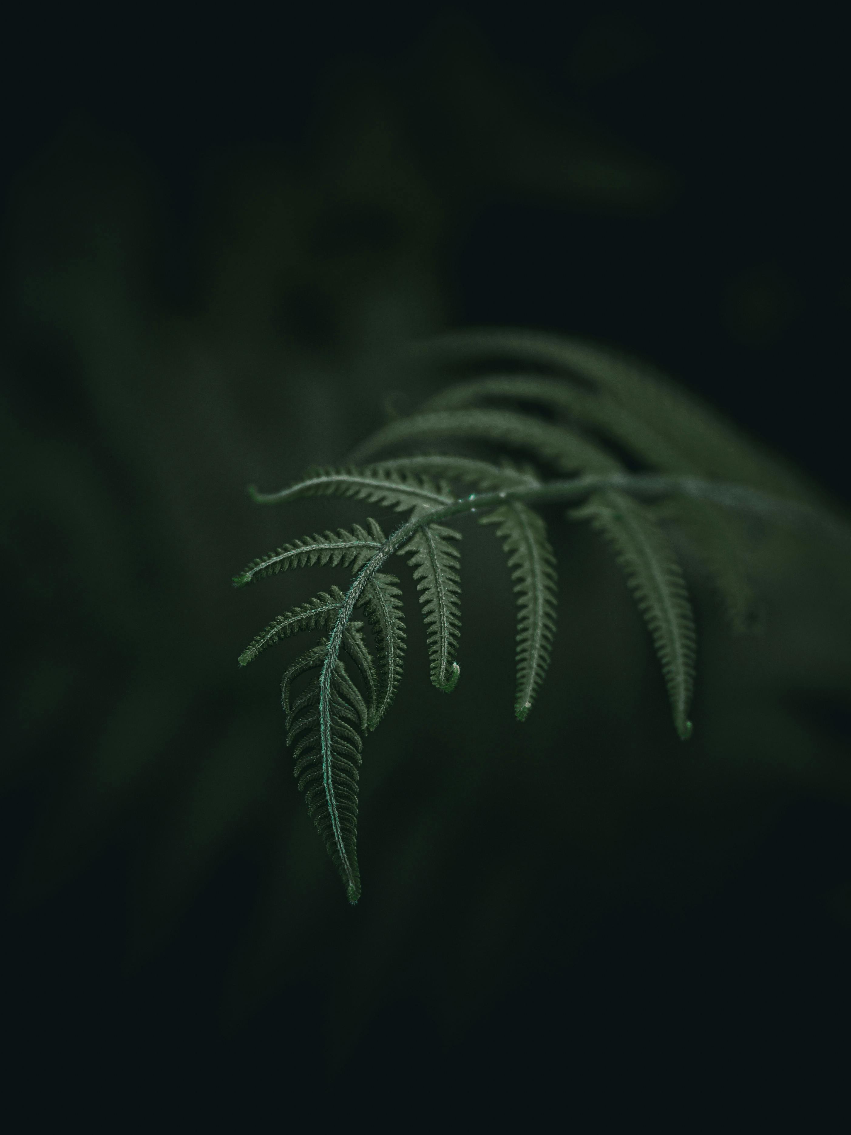 Artistic close-up of a single fern leaf captured with selective focus in dim lighting.