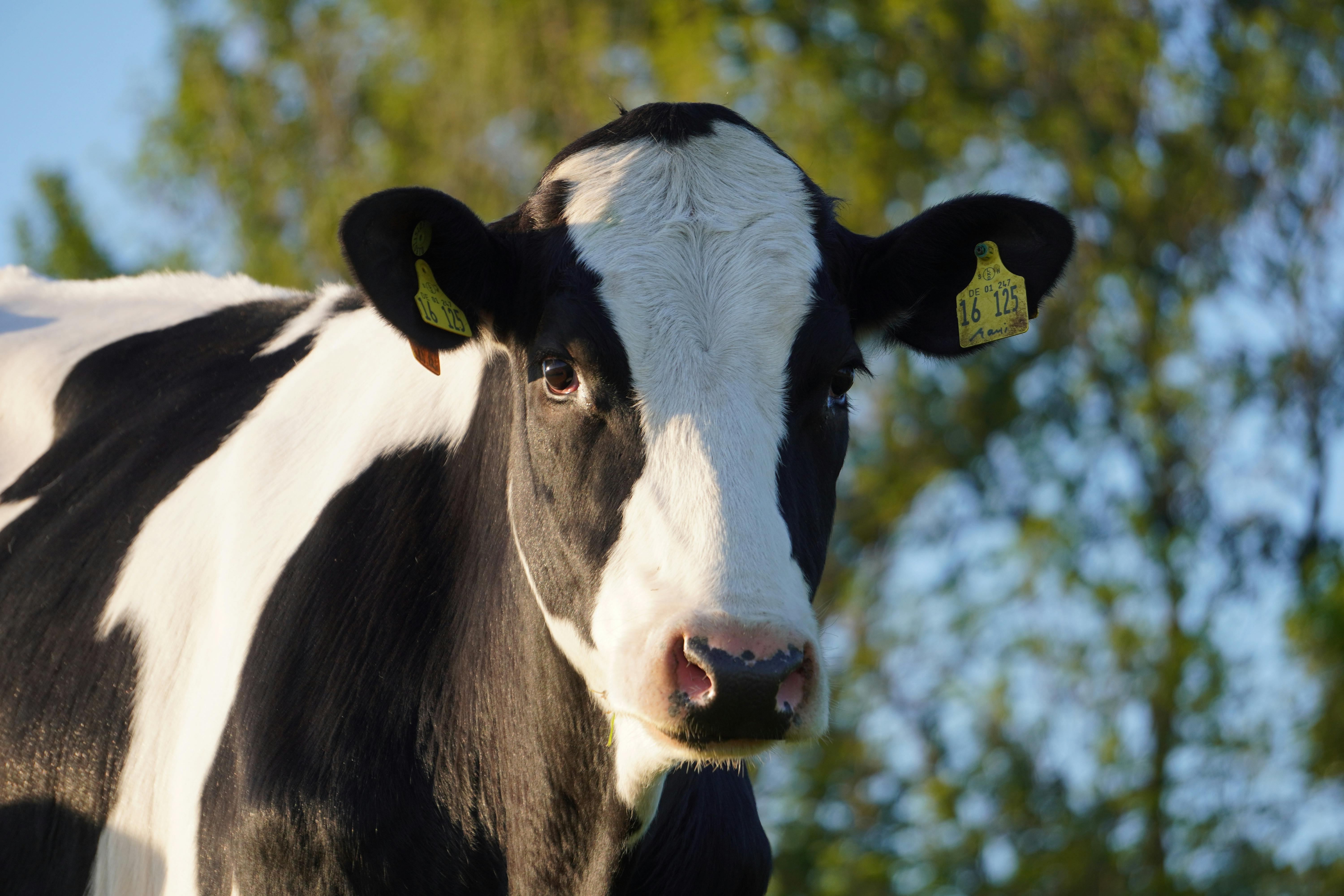 Créer un Aquarium d'Eau Douce pour Débutants