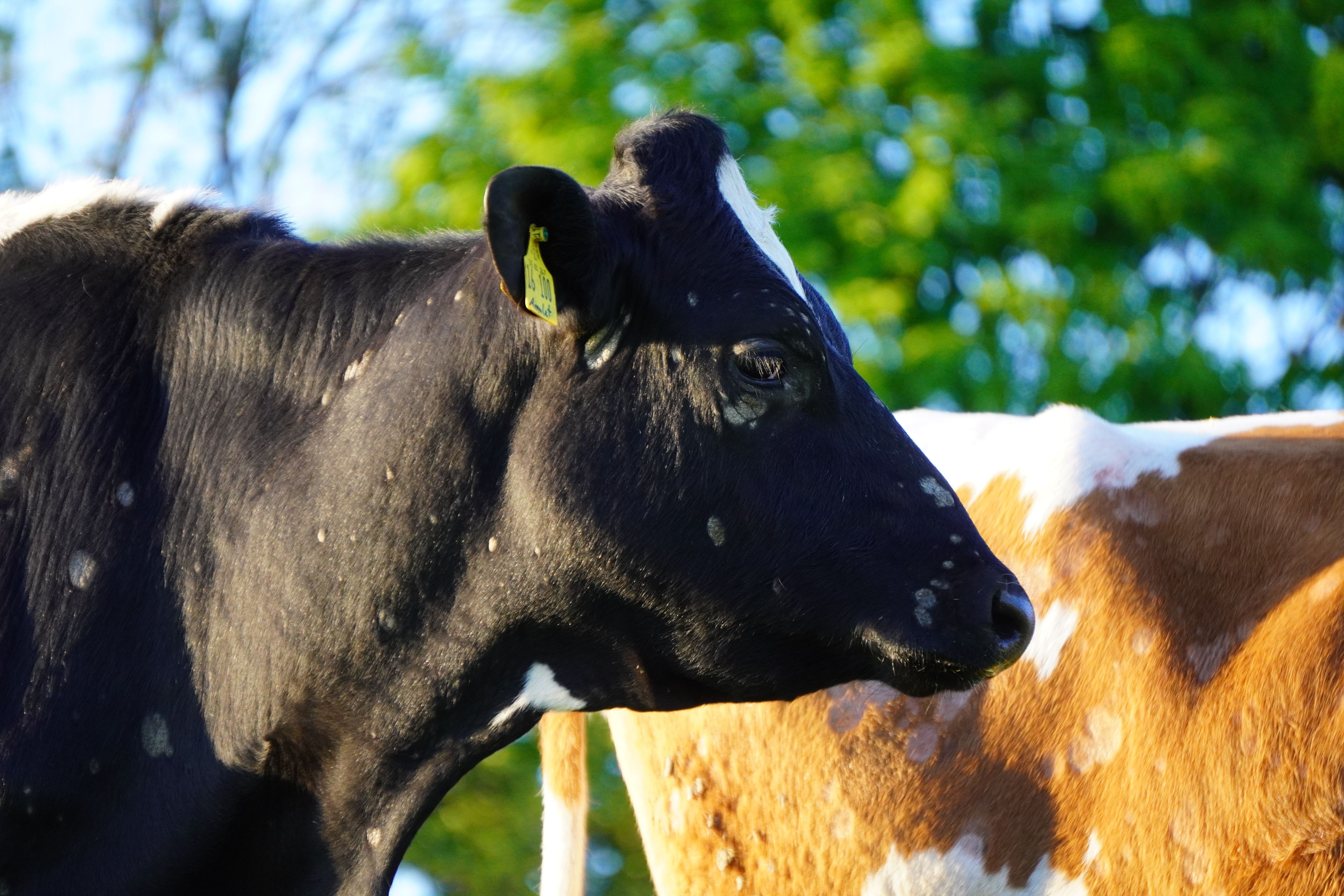 A close up of a cow with a black and white face · Free Stock Photo