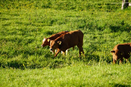 Ilmainen kuvapankkikuva tunnisteilla eläinkunta, insekt, natureworld