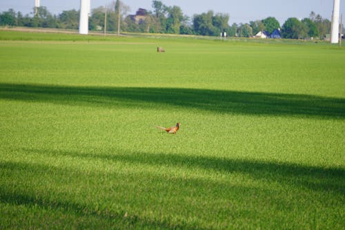 Ilmainen kuvapankkikuva tunnisteilla eläinkunta, insekt, natureworld