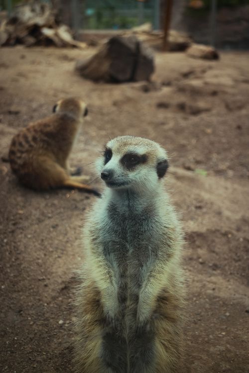 Free A meerkat stands alert on sandy ground in a zoo, showcasing its natural curiosity. Stock Photo